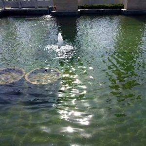 魚(yú)池過(guò)濾器客戶實(shí)地效果展示